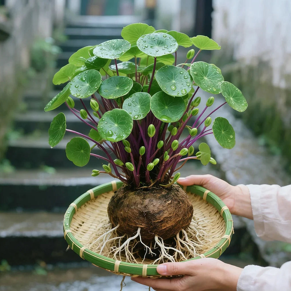 UrbanLeaf – Stijlvolle Kamerplant met Weinig Onderhoud