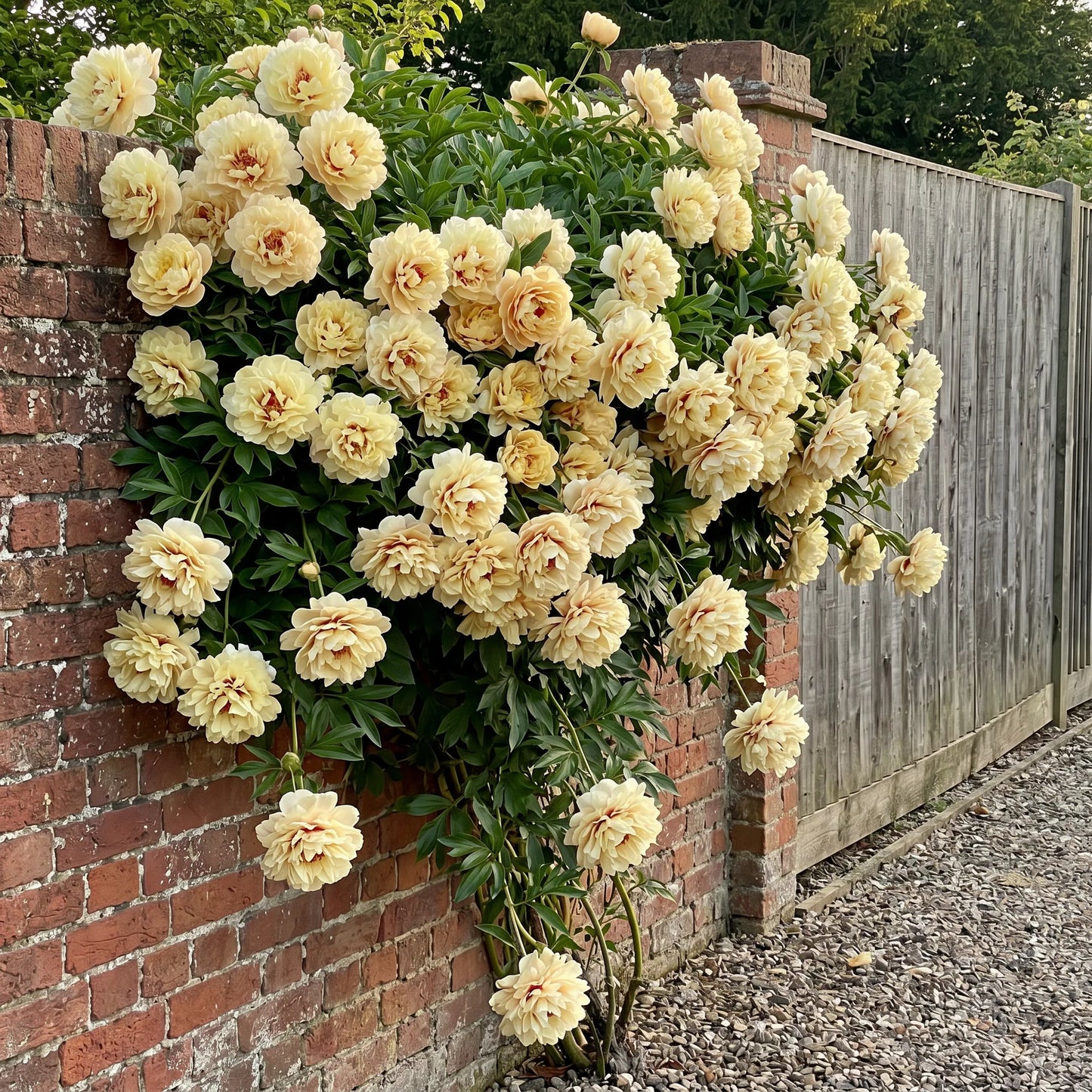 PetalRise – Winterharde Klimpioen Tuinbollen
